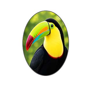 Keel Billed Toucan Left Front Quarter